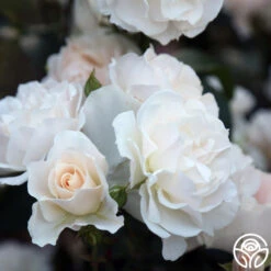 Cloud 10™ -RoseLuxe Shop Cloud 10 06