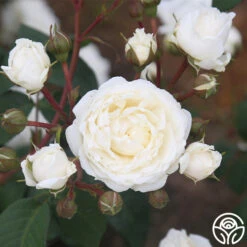 Cloud 10™ -RoseLuxe Shop Cloud 10 07