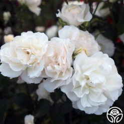 Cloud 10™ -RoseLuxe Shop Cloud 10 08