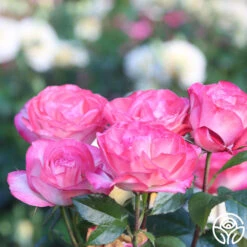 Coretta Scott King -RoseLuxe Shop Coretta Scott King 15