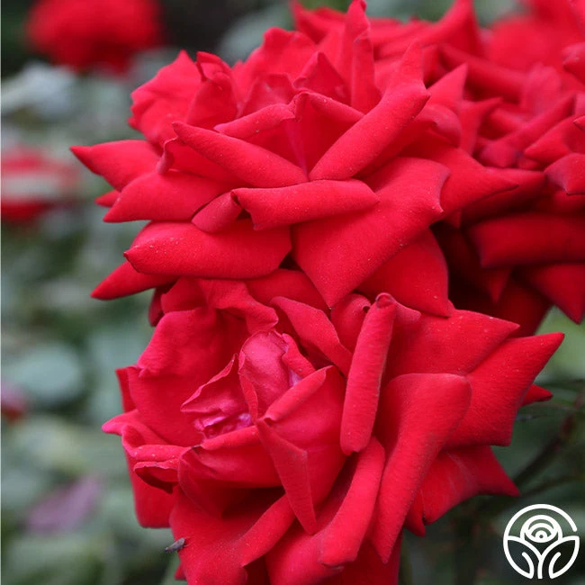 Crimson Bouquet™ 1 Crimson Bouquet™