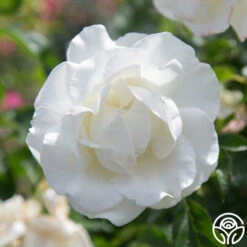 Crystalline™ 16 Crystalline™ -RoseLuxe Shop Crystaline 02