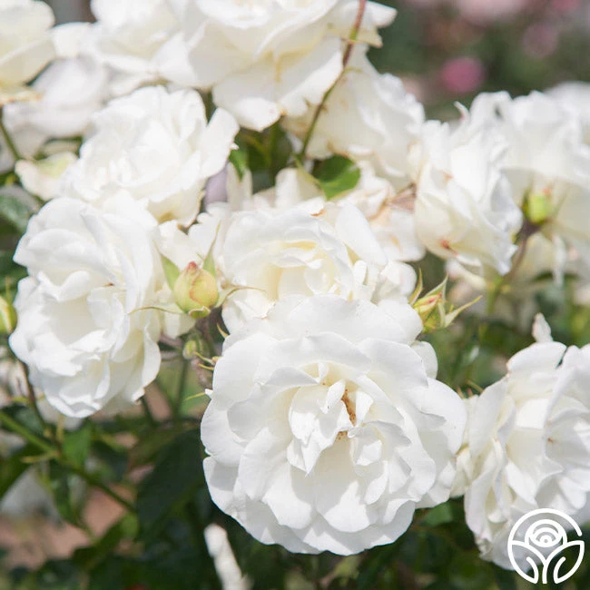 Crystalline™ 6 Crystalline™ - Image 6