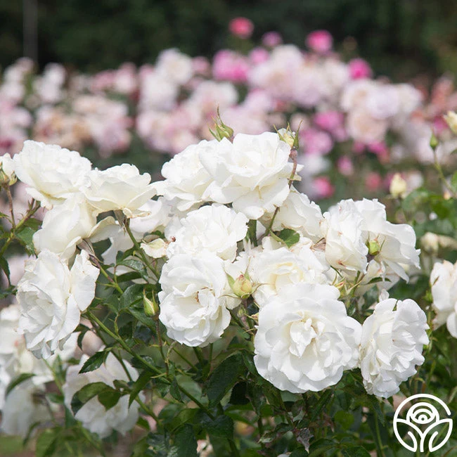 Crystalline™ 2 Crystalline™ - Image 2