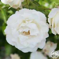 Crystalline™ 12 Crystalline™ -RoseLuxe Shop Crystaline 09