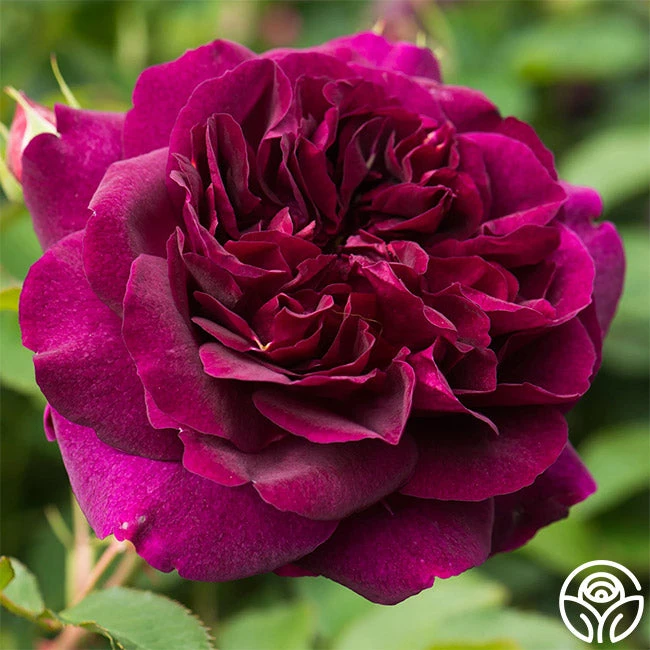 Darcey Bussell 1 Darcey Bussell