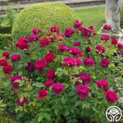 Darcey Bussell 16 Darcey Bussell -RoseLuxe Shop Darcy Bussell 11