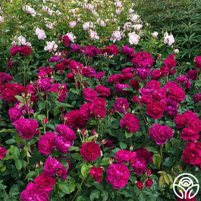 Darcey Bussell 2 Darcey Bussell - Image 2