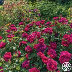 Darcey Bussell 21 Darcey Bussell -RoseLuxe Shop Darcy Bussell 2