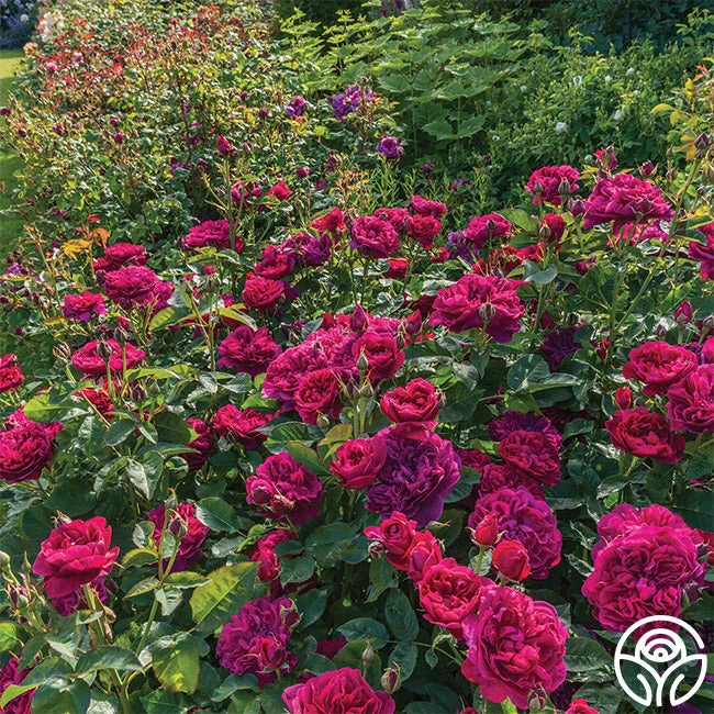 Darcey Bussell 11 Darcey Bussell - Image 11