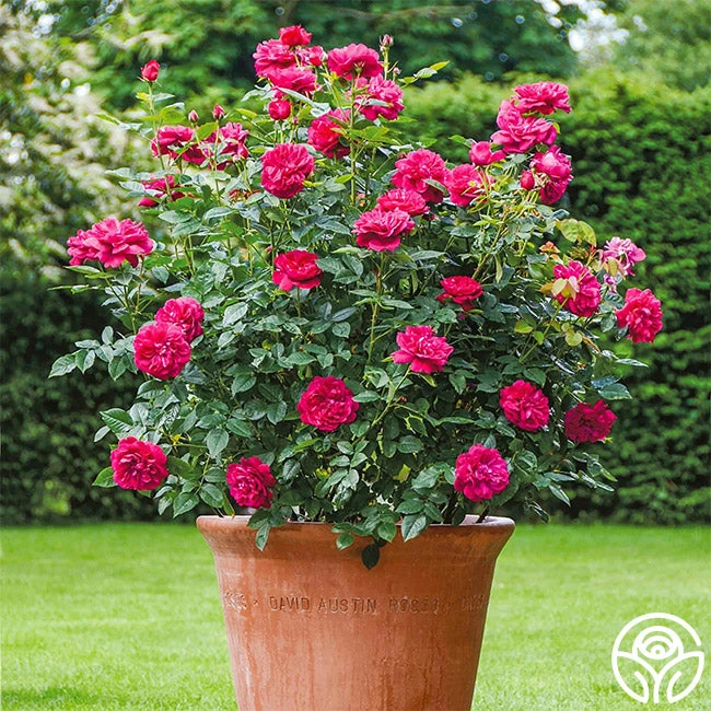 Darcey Bussell 4 Darcey Bussell - Image 4