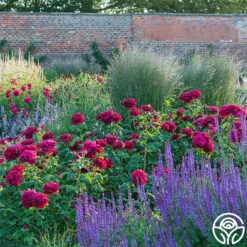 Darcey Bussell 19 Darcey Bussell -RoseLuxe Shop Darcy Bussell 6