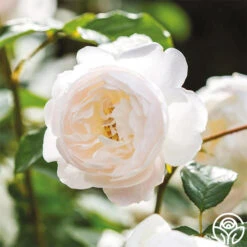 Desdemona -RoseLuxe Shop Desdemona 10