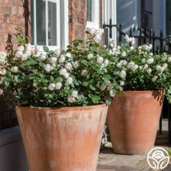 Desdemona -RoseLuxe Shop Desdemona 11