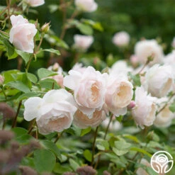 Desdemona -RoseLuxe Shop Desdemona 3