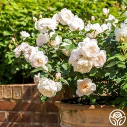 Desdemona -RoseLuxe Shop Desdemona 5