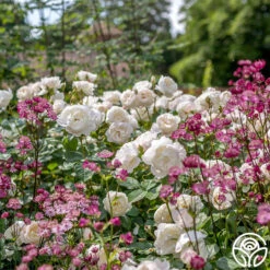 Desdemona -RoseLuxe Shop Desdemona 6