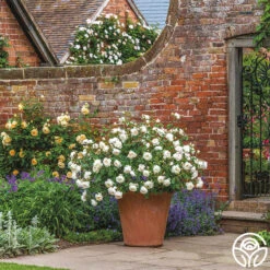 Desdemona -RoseLuxe Shop Desdemona 8