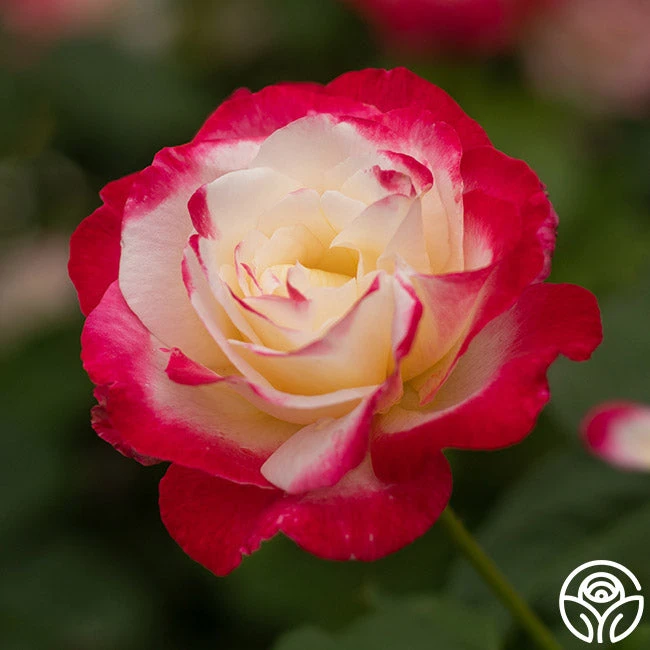 Double Delight® 5 Double Delight® - Image 5