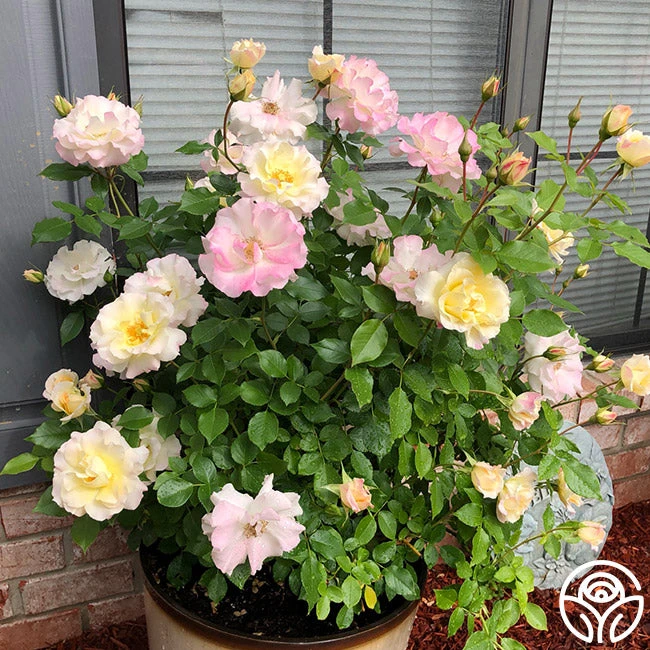 Easter Basket™ 2 Easter Basket™ - Image 2