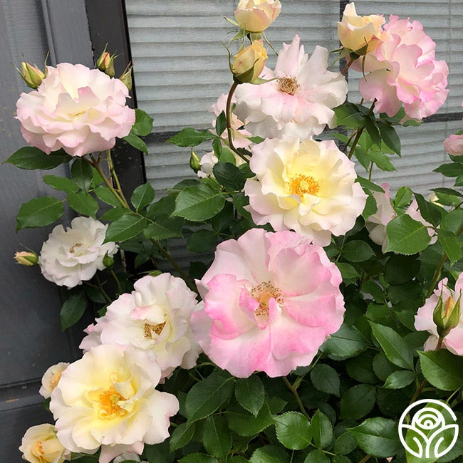 Easter Basket™ 3 Easter Basket™ - Image 3