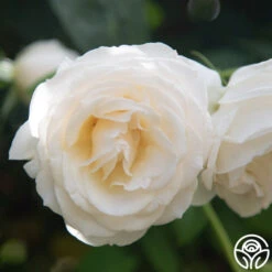 Easy Spirit™ -RoseLuxe Shop Easy Spirit 7