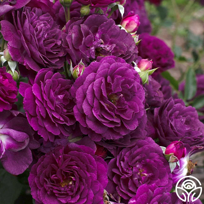 Ebb Tide™ 2 Ebb Tide™ - Image 2