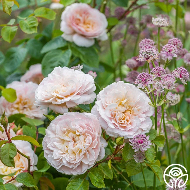 Emily Brontë 1 Emily Brontë