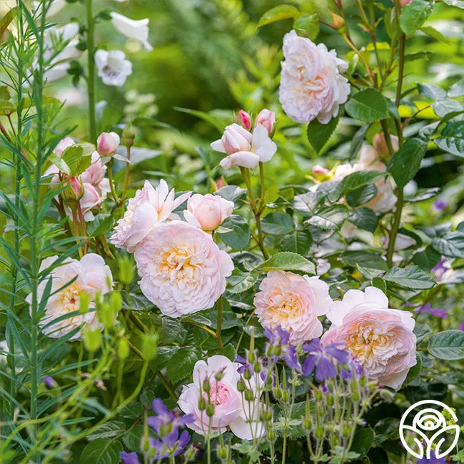 Emily Brontë 3 Emily Brontë - Image 3