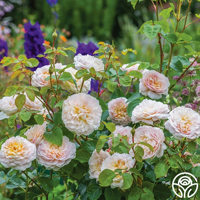 Emily Brontë 2 Emily Brontë - Image 2