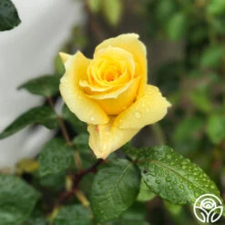 First Impression 7 First Impression -RoseLuxe Shop First Impression 20