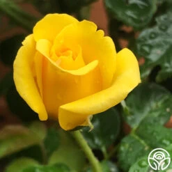 First Impression 6 First Impression -RoseLuxe Shop First Impression 22