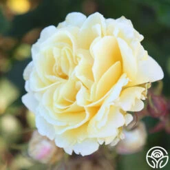 Forever Busy -RoseLuxe Shop Forever Busy 11