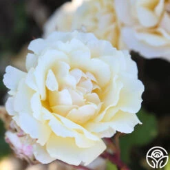 Forever Busy -RoseLuxe Shop Forever Busy 14