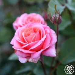 Fragrant Hour -RoseLuxe Shop Fragrant Hour 13