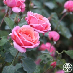 Fragrant Hour -RoseLuxe Shop Fragrant Hour 14