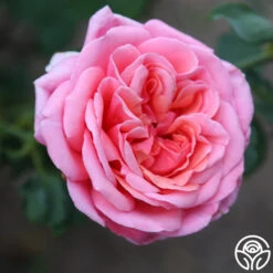 Fragrant Hour -RoseLuxe Shop Fragrant Hour 19