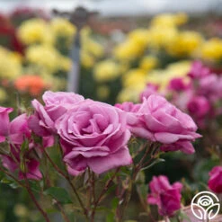 Fragrant Plum -RoseLuxe Shop Fragrant Plum 06