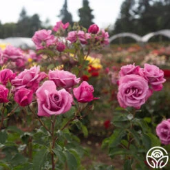 Fragrant Plum -RoseLuxe Shop Fragrant Plum 90345