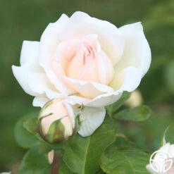 Francis Meilland® -RoseLuxe Shop Francis Meiland 13