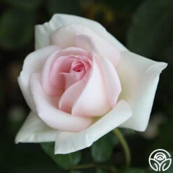 Francis Meilland® -RoseLuxe Shop Francis Meilland 34