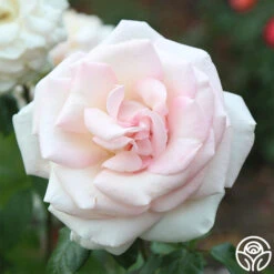 Francis Meilland® -RoseLuxe Shop Francis Meilland 023