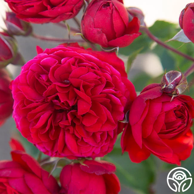 Francois Rabelais 6 Francois Rabelais - Image 6