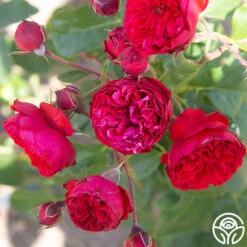 Francois Rabelais 11 Francois Rabelais -RoseLuxe Shop Francois Rabelais 010