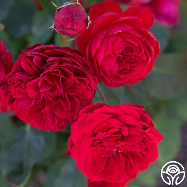 Francois Rabelais 7 Francois Rabelais - Image 7