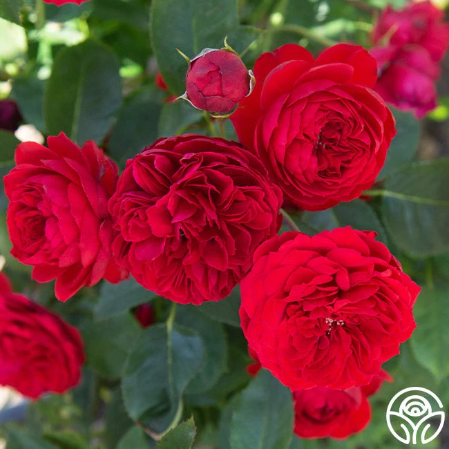 Francois Rabelais 2 Francois Rabelais - Image 2