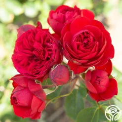 Francois Rabelais 12 Francois Rabelais -RoseLuxe Shop Francois Rabelais 06