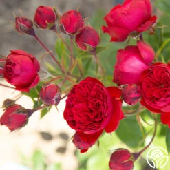 Francois Rabelais 13 Francois Rabelais -RoseLuxe Shop Francois Rabelais 07