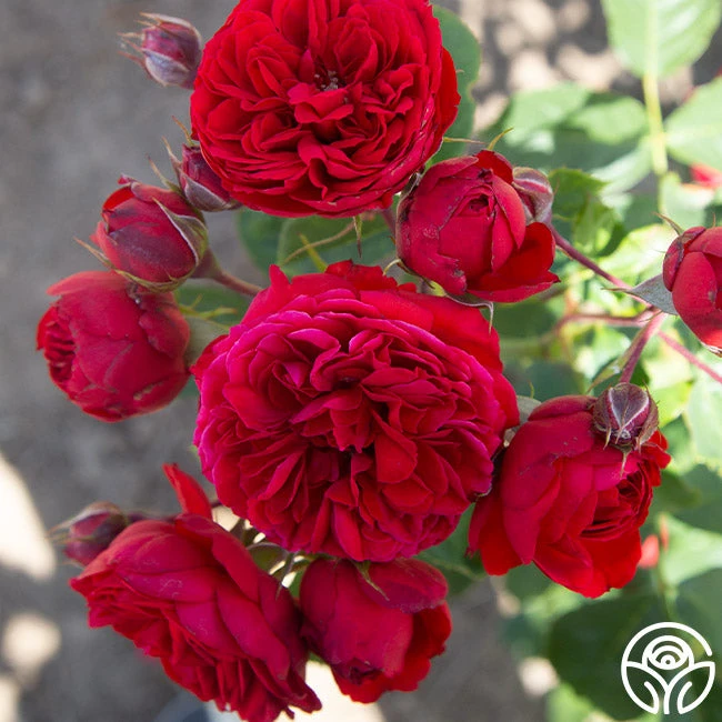 Francois Rabelais 1 Francois Rabelais