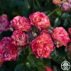 Frida Kahlo™ 25 Frida Kahlo™ -RoseLuxe Shop Frida Kahlo 2